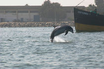 Pisco, ein GRD-Patendelfin aus Peru by Gesellschaft zur Rettung der Delphine e.V.